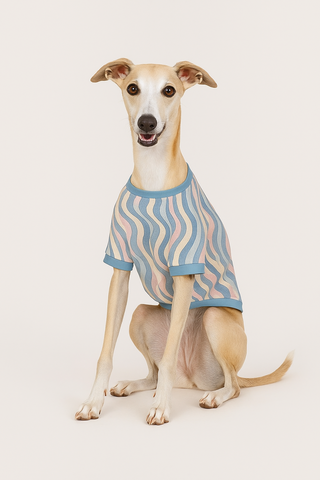 PASTEL ZEBRA PATTERN DOGGIE TEE NIGHTINGALE BLUE