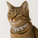 DOG TOILE PET COLLAR MULTI
